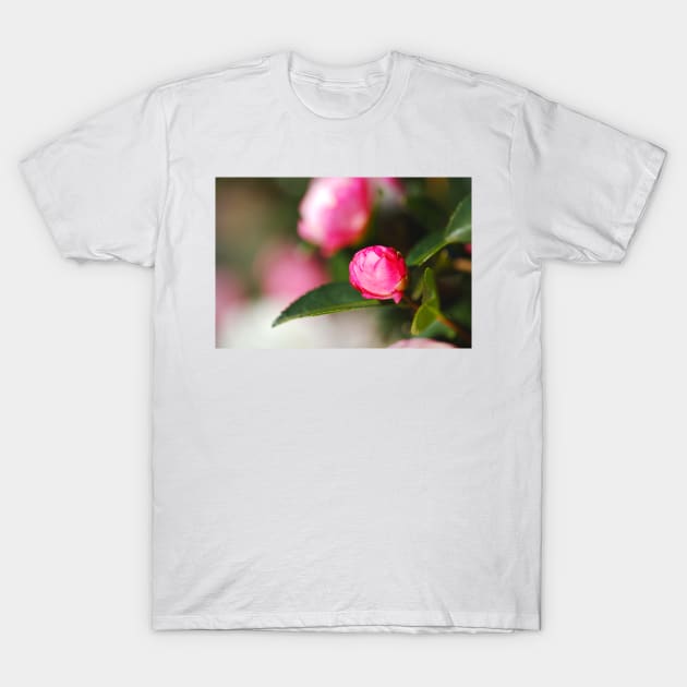 Pink Camellia Bud T-Shirt by Joy Watson